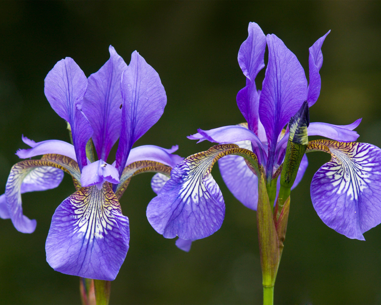 Два красивых ириса