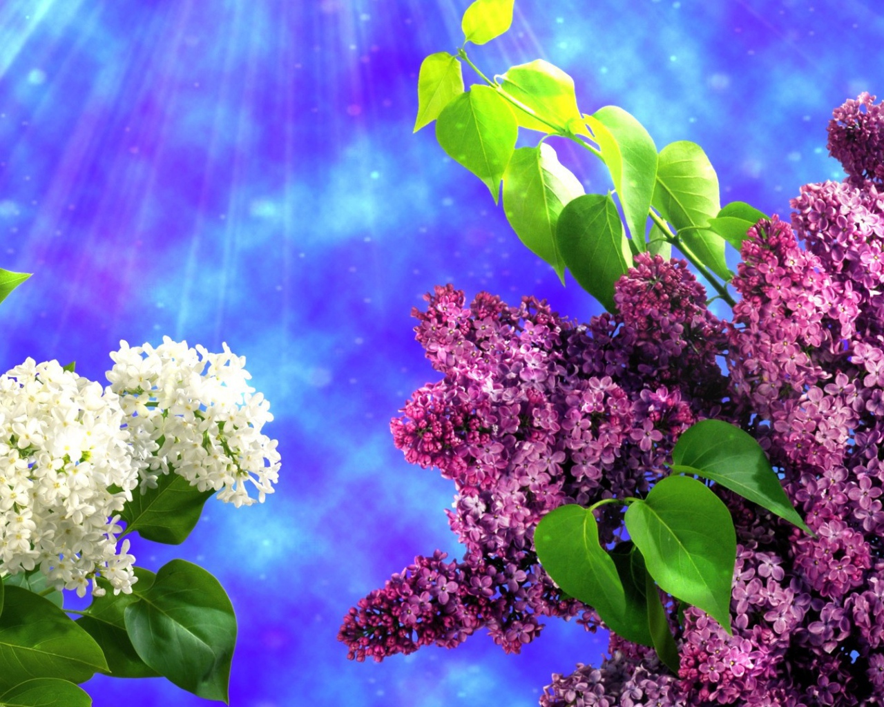 Два вида сирени