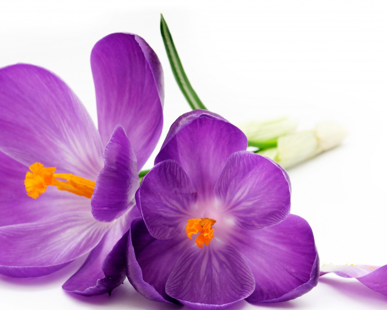 Два фиолетовых цветка