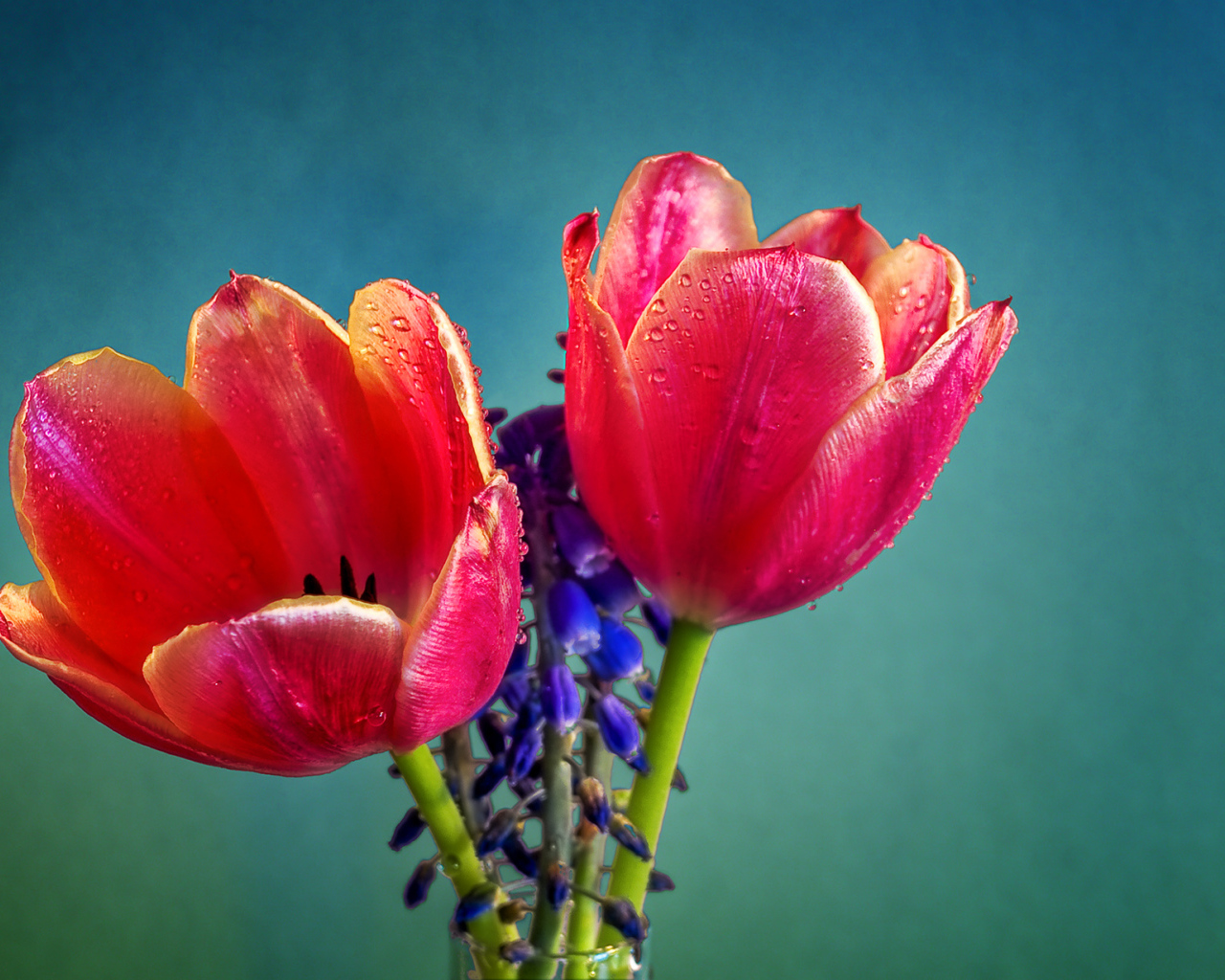 Два красных тюльпана