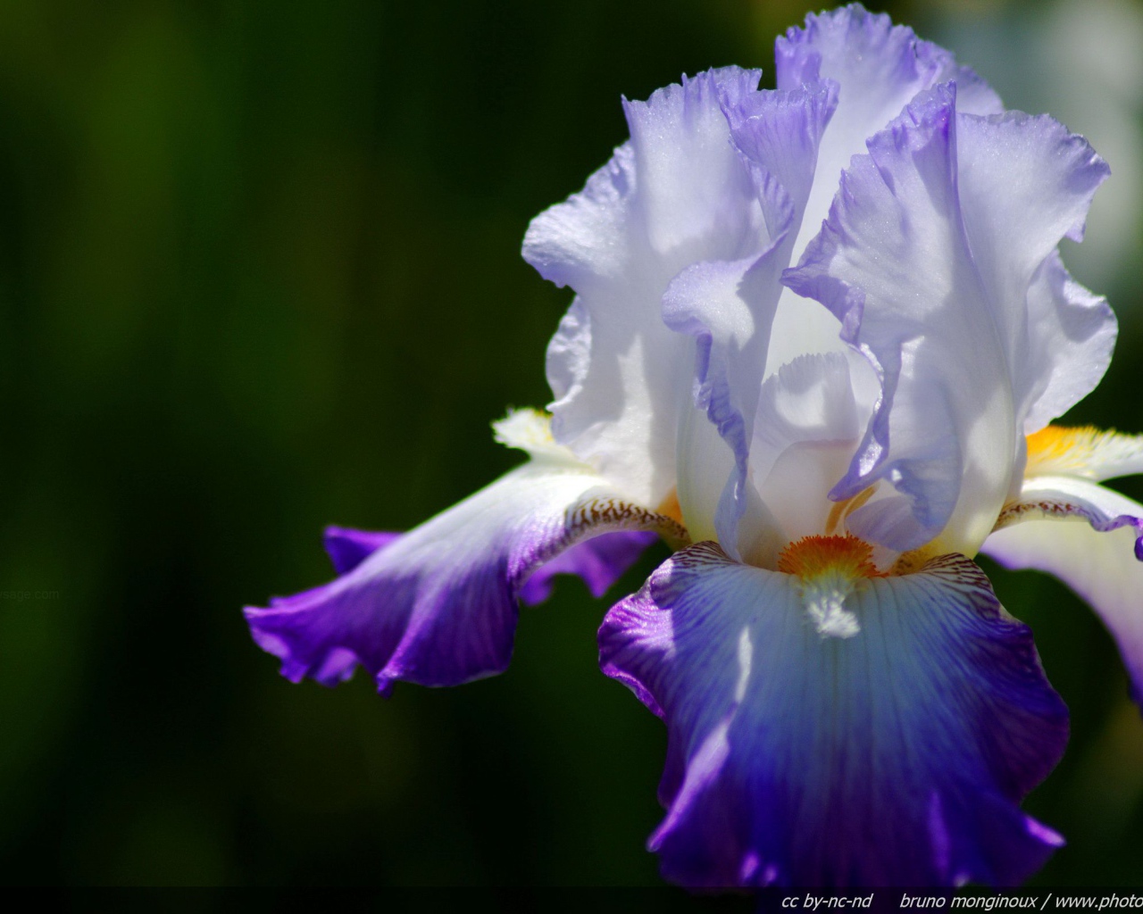 Двухцветный ирис