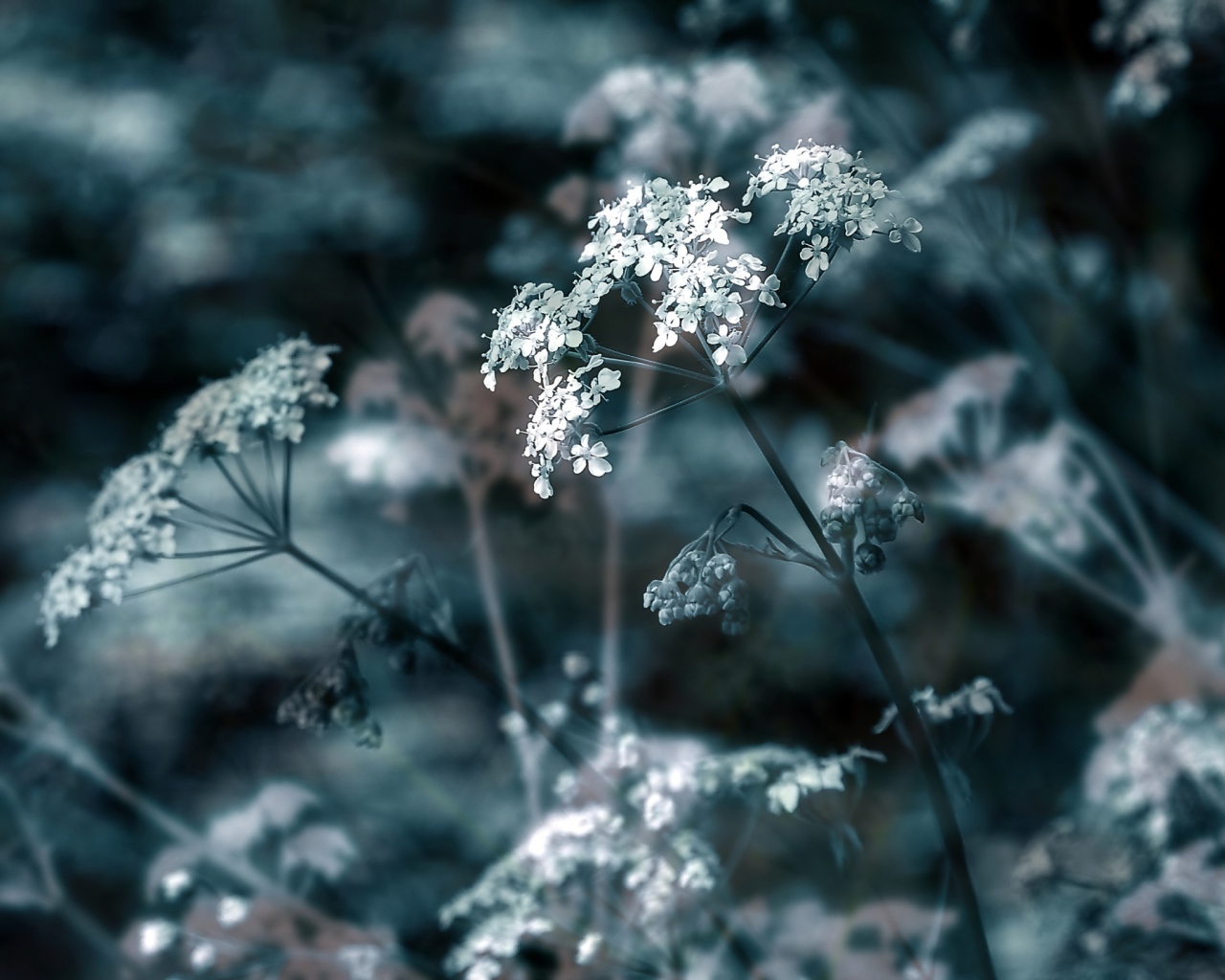 Зонтичные соцветия