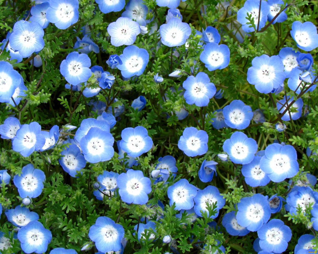 Выращивание цветов вероника в саду