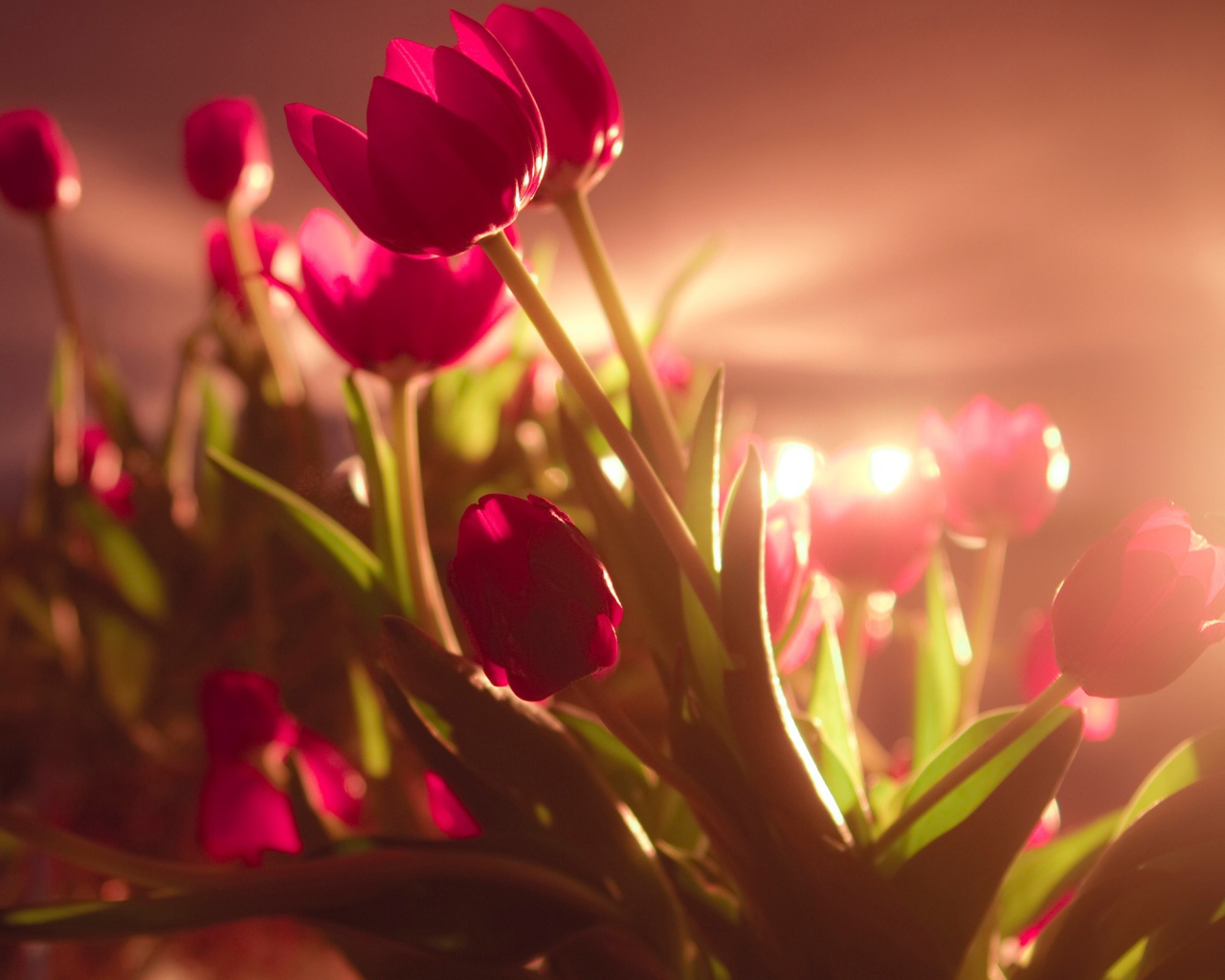 Яркие красные тюльпаны