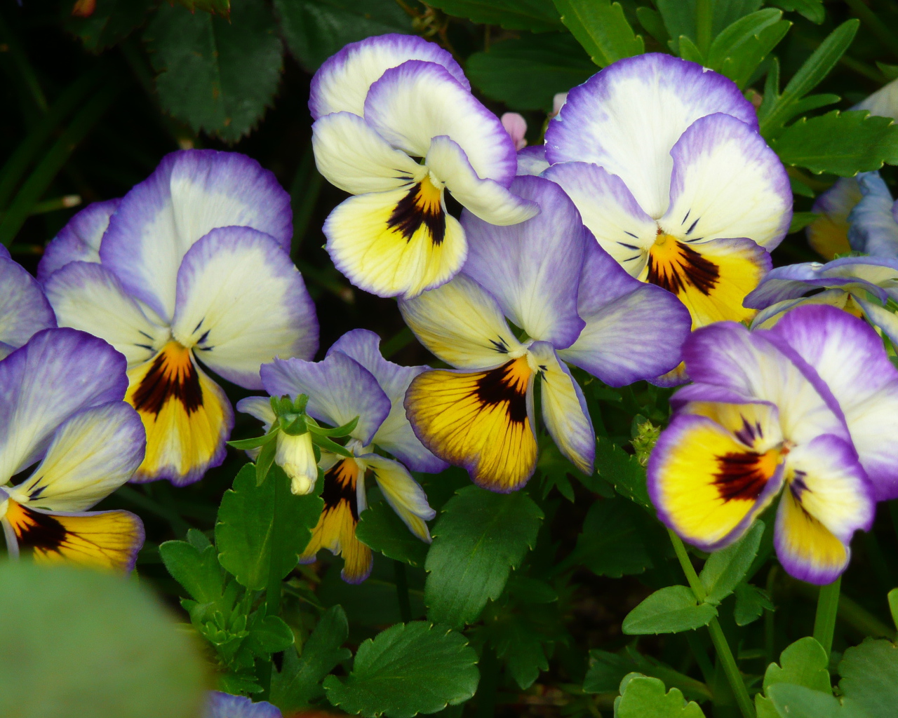Виолы (фиалки, анютины глазки)