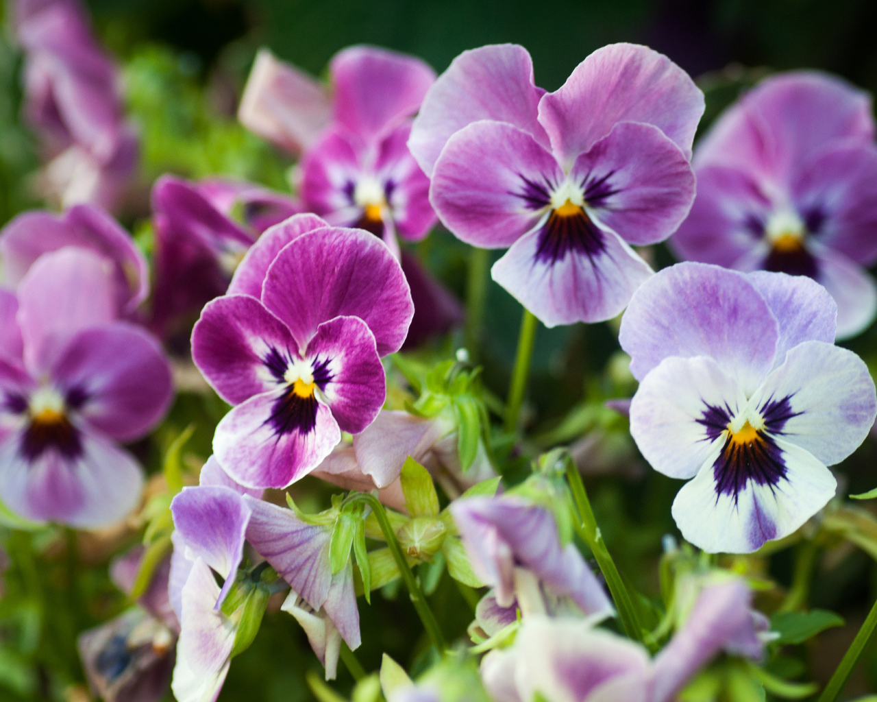 Виолы (фиалки, анютины глазки) на лужайке