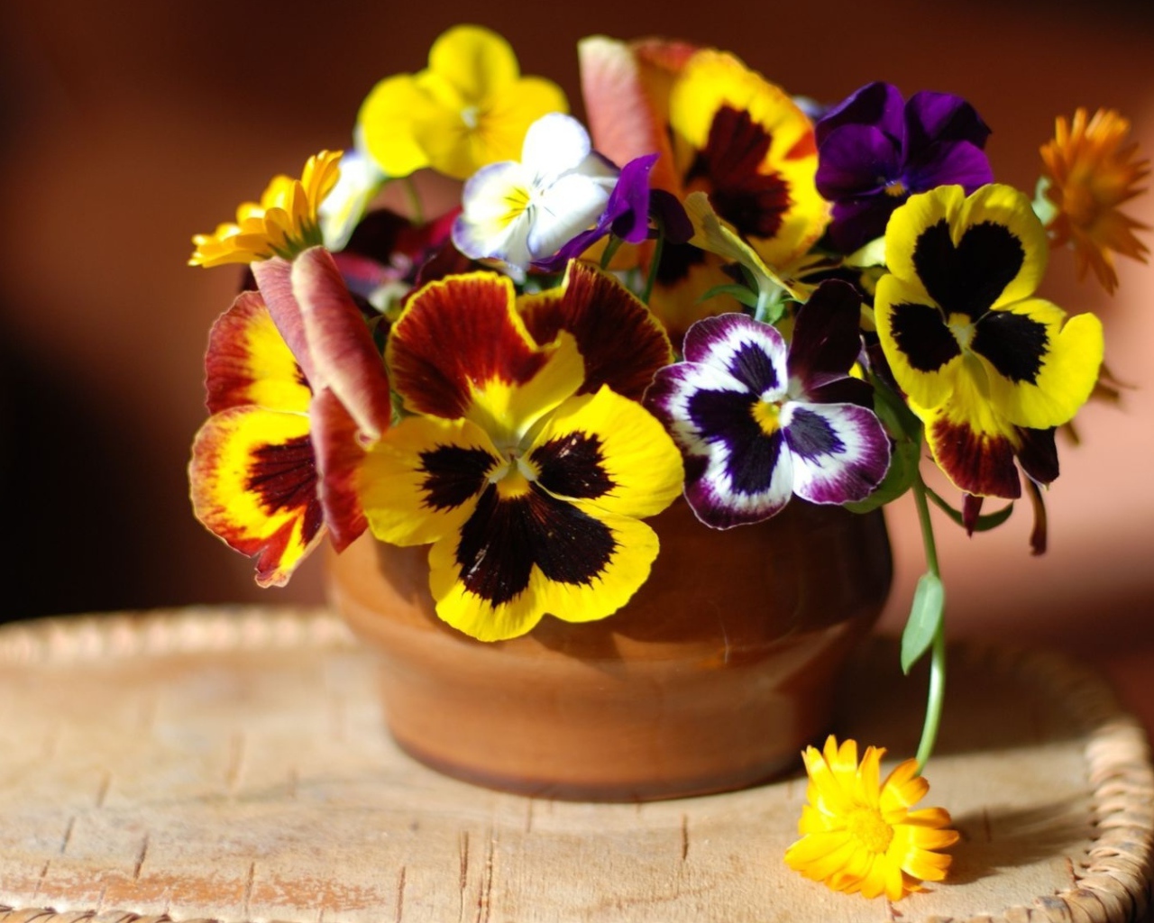 Цветы виола (фиалка,анютины глазки) дома на столе