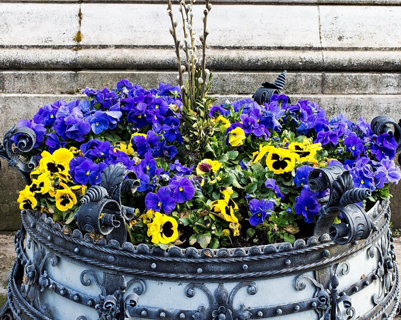 Цветы виола (фиалка,анютины глазки) весной