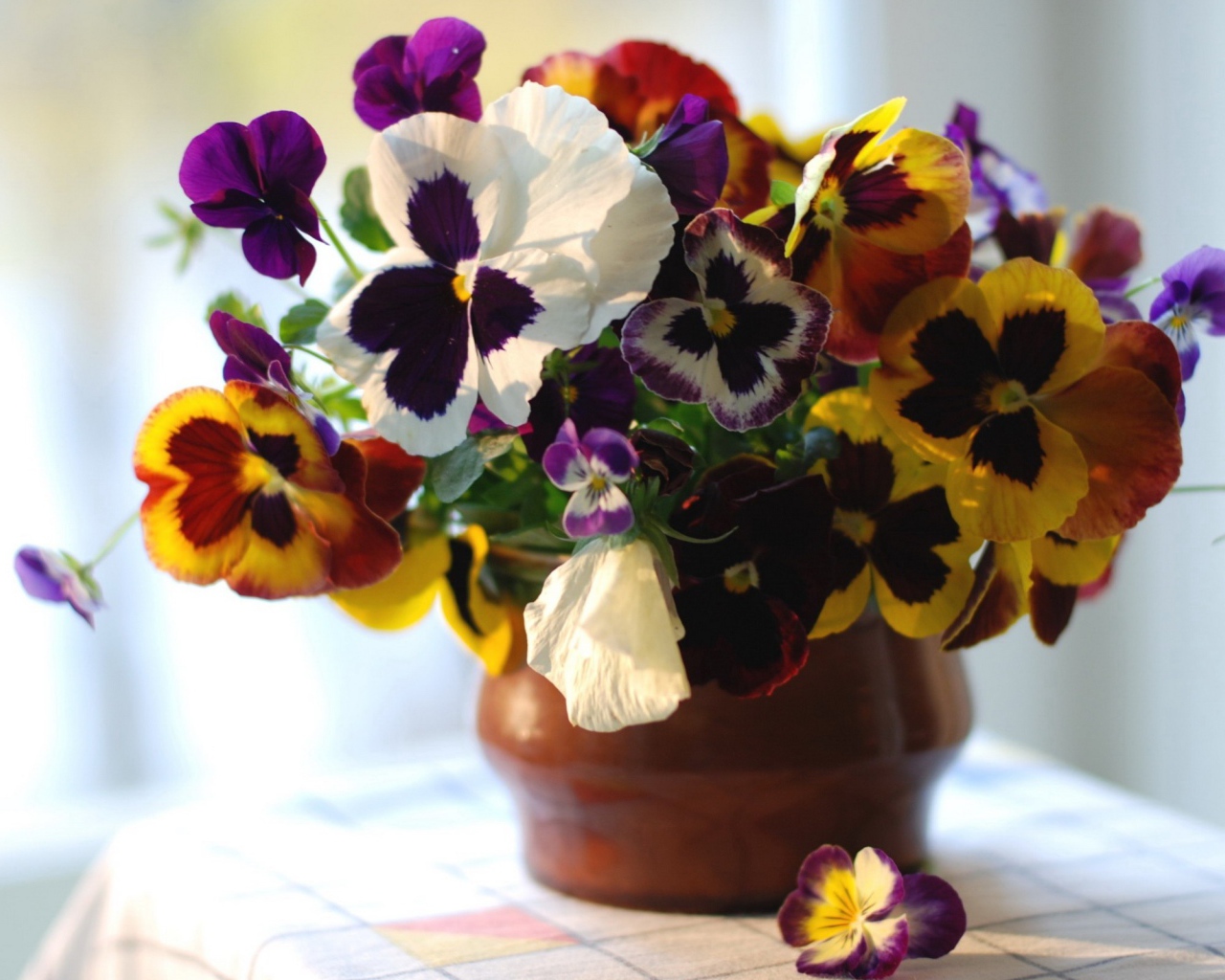 Цветы виола (фиалка,анютины глазки) в горшке