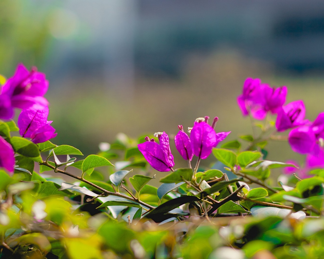 Фиолетовые цветки