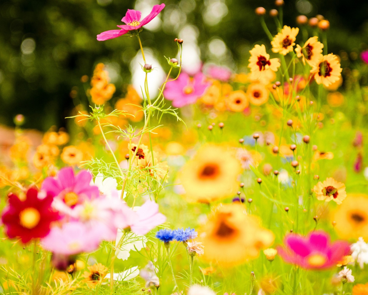 Яркие цветы