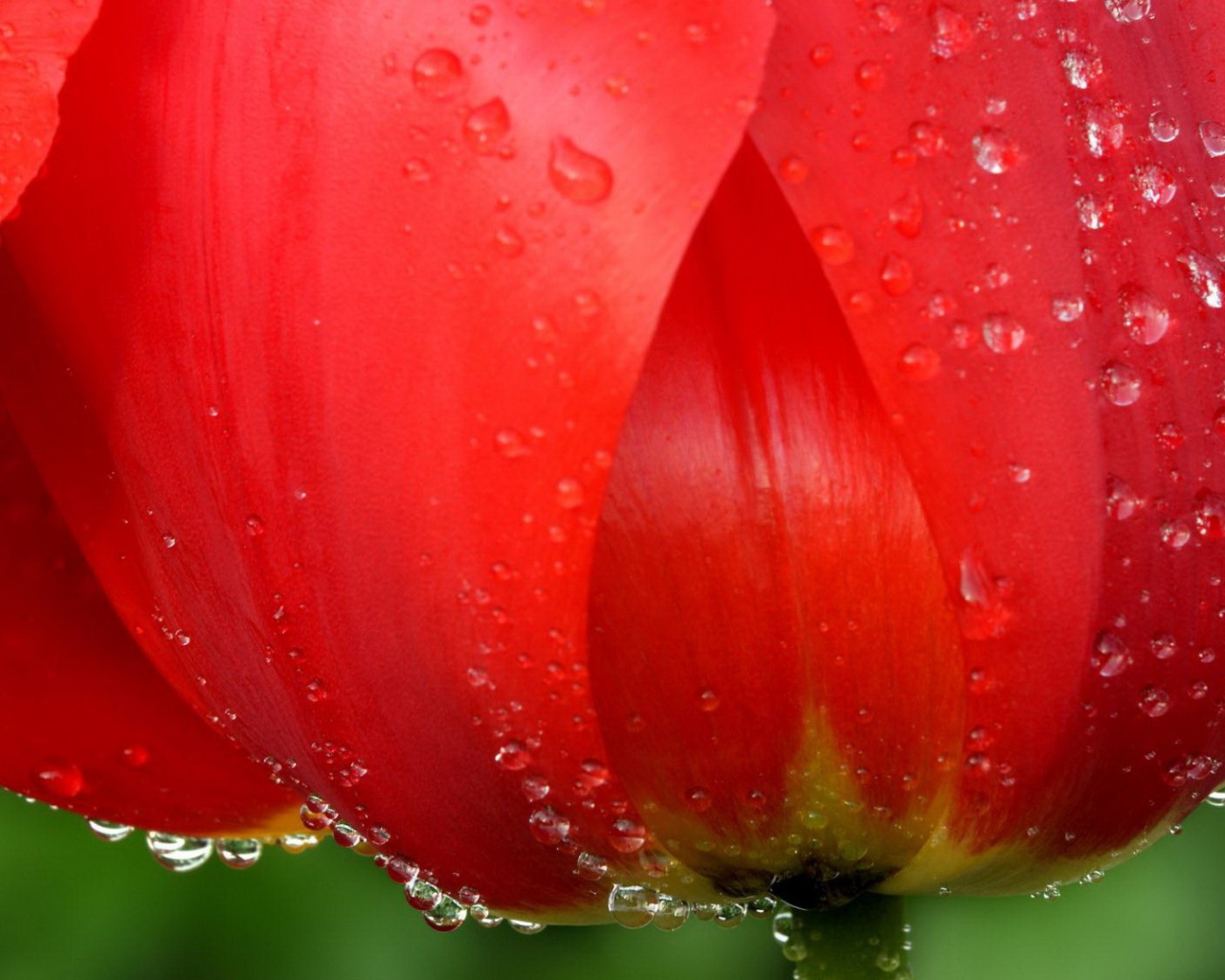 Water drops on the petals of the flower
