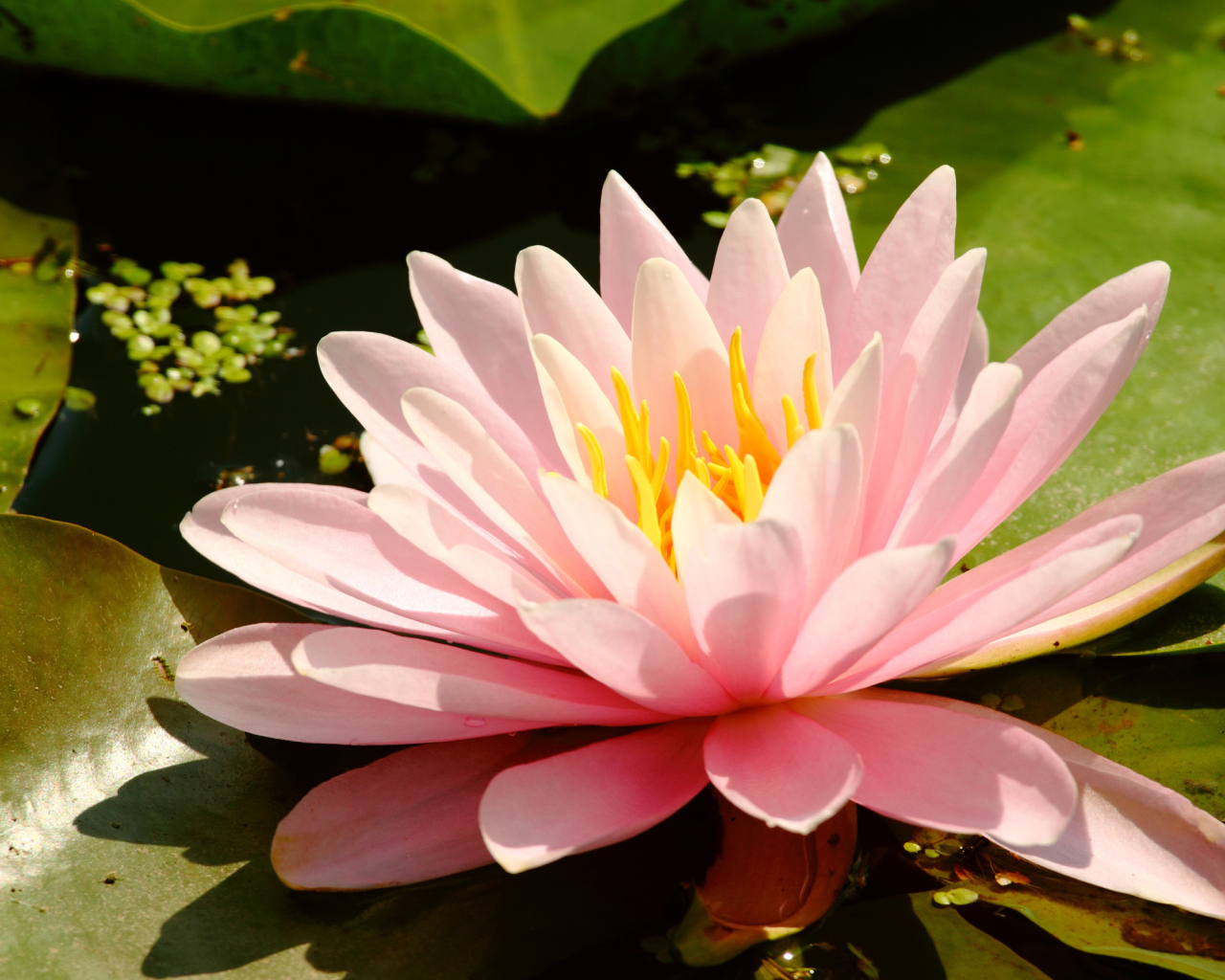 Водяная на болоте нимфея