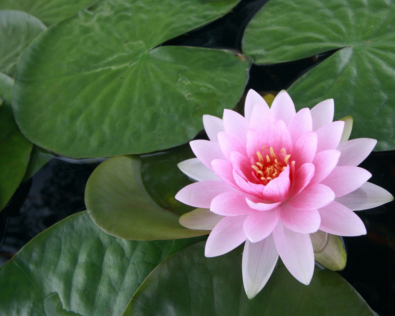 Водяная розовая лилия