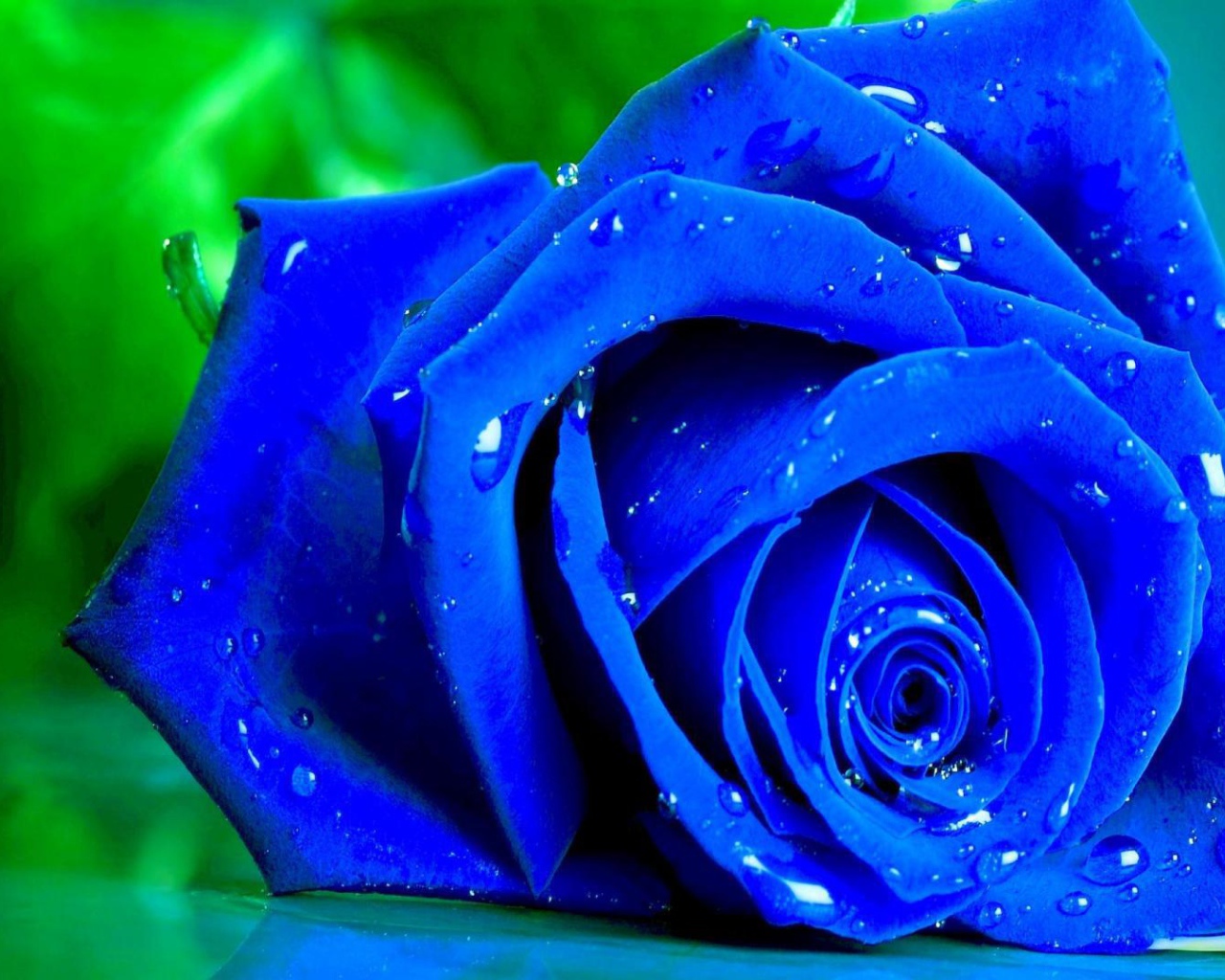 Мокрая синяя роза на зелёном фоне