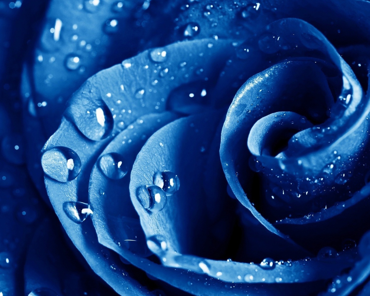 Роса на голубой розе 