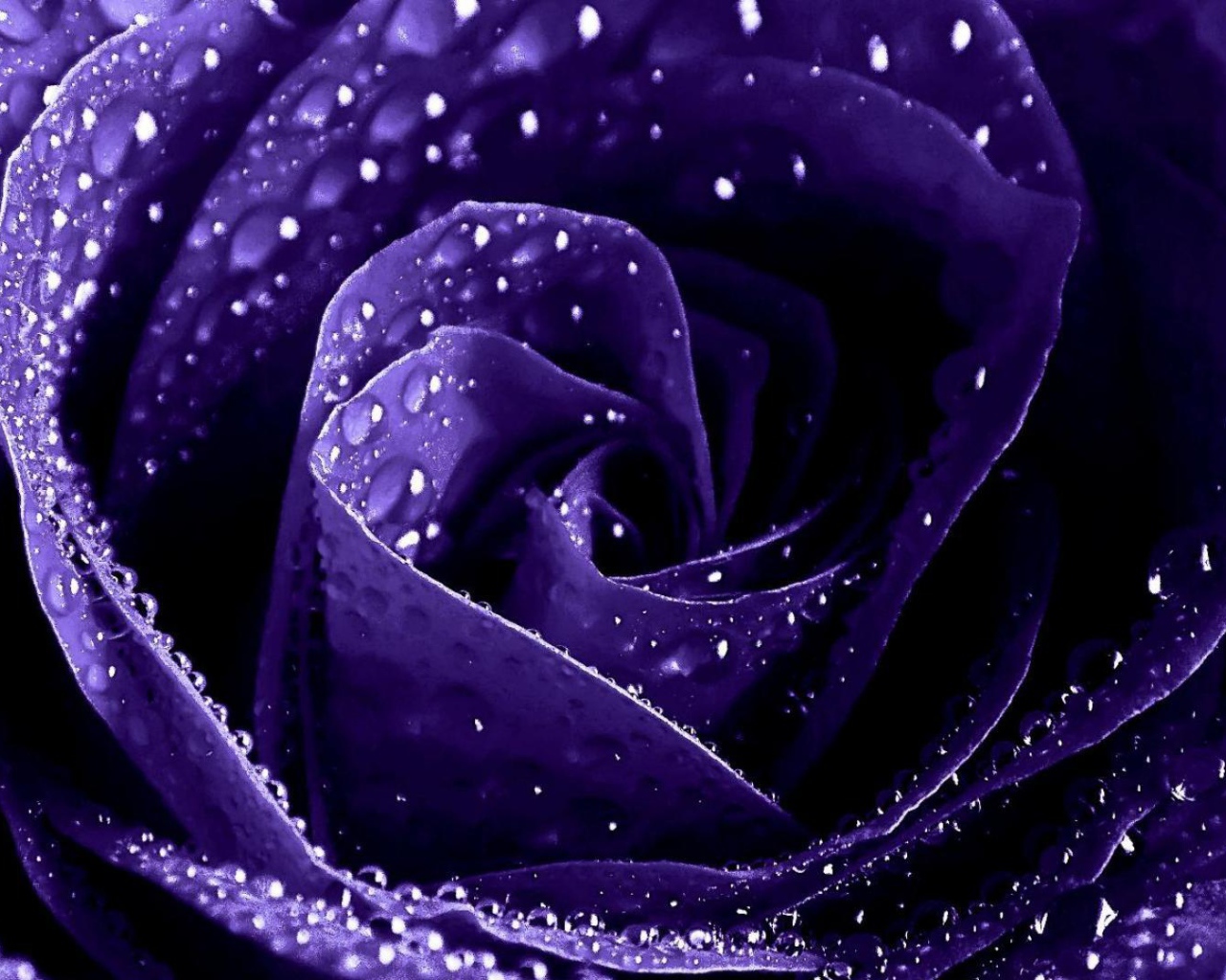 Мокрая фиолетовая роза крупным планом