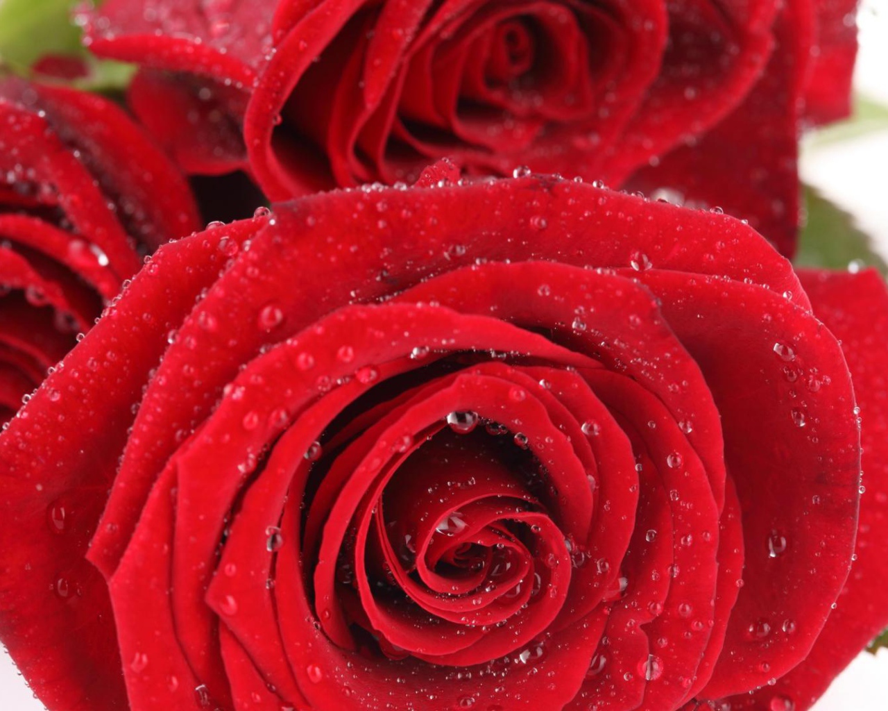 Мокрые красные розы на белом столе