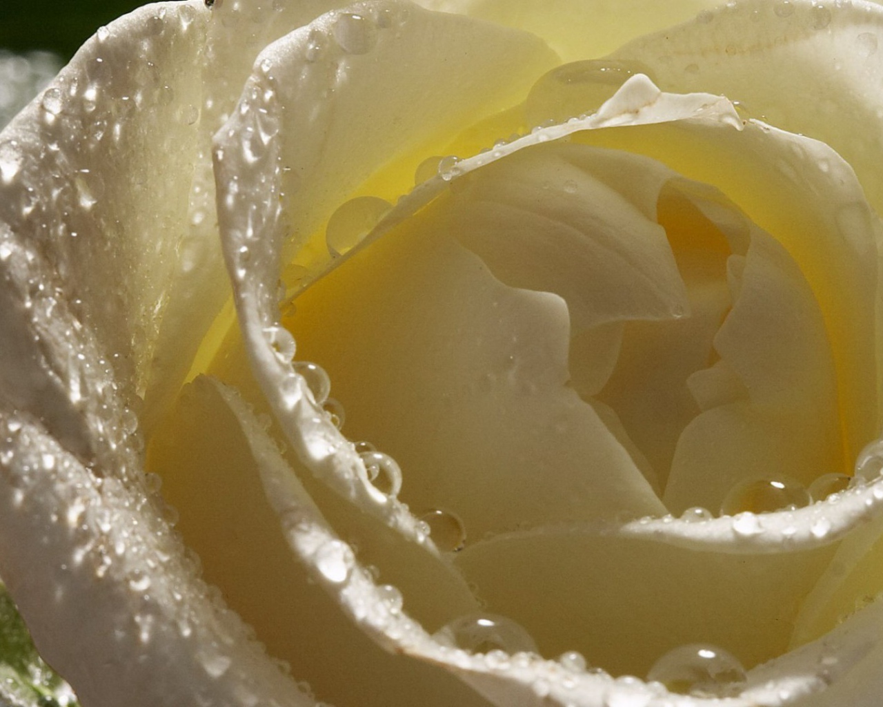 Мокрая белая роза крупным планом