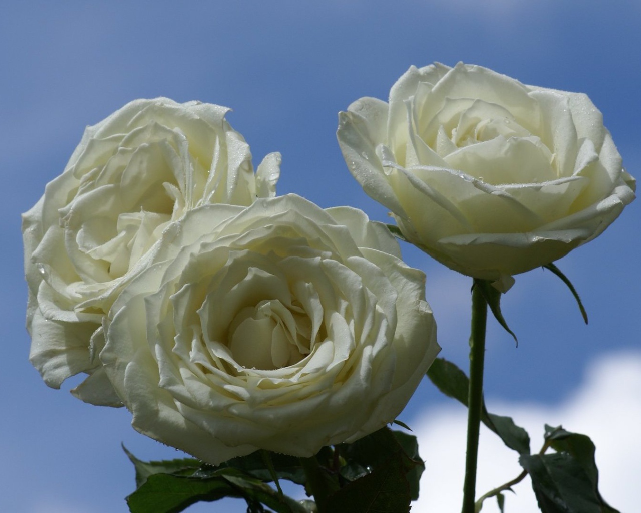 Мокрые белые розы на фоне неба