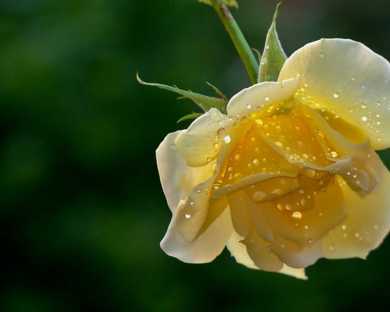 Wet yellow rose on a green background