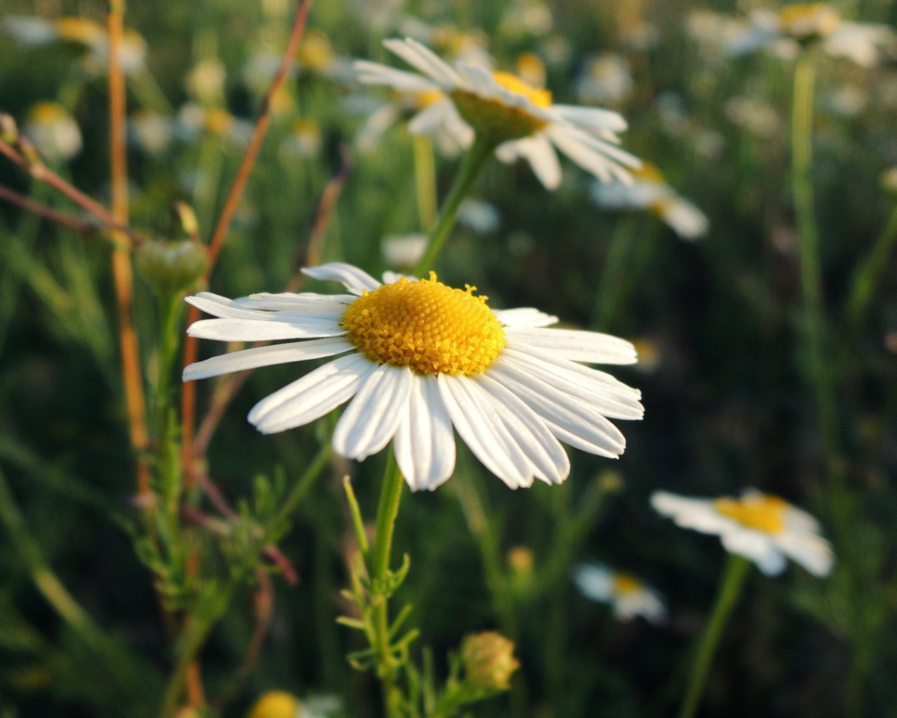 Белая ромашка на природе
