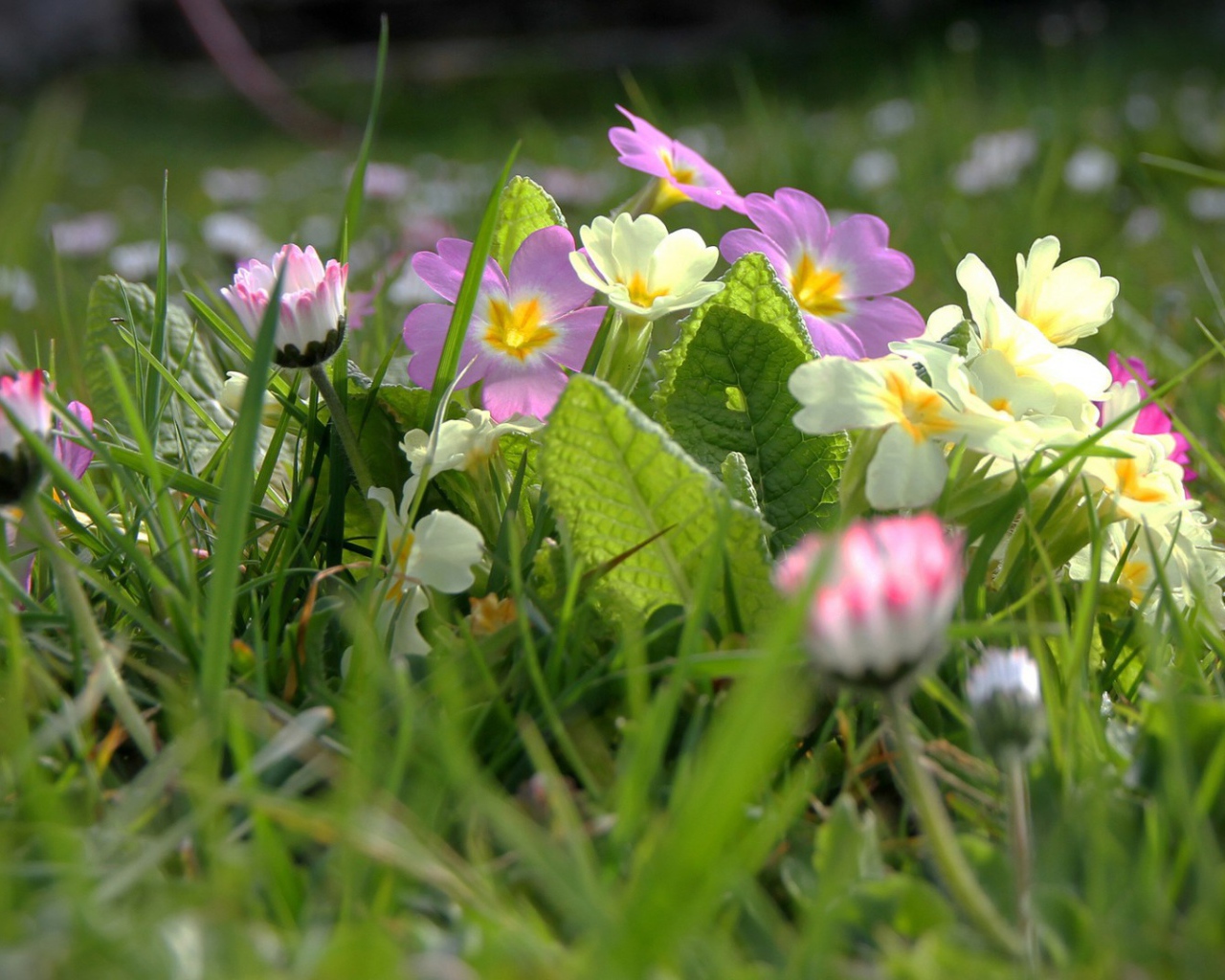 Белые и розовые весенние цветы