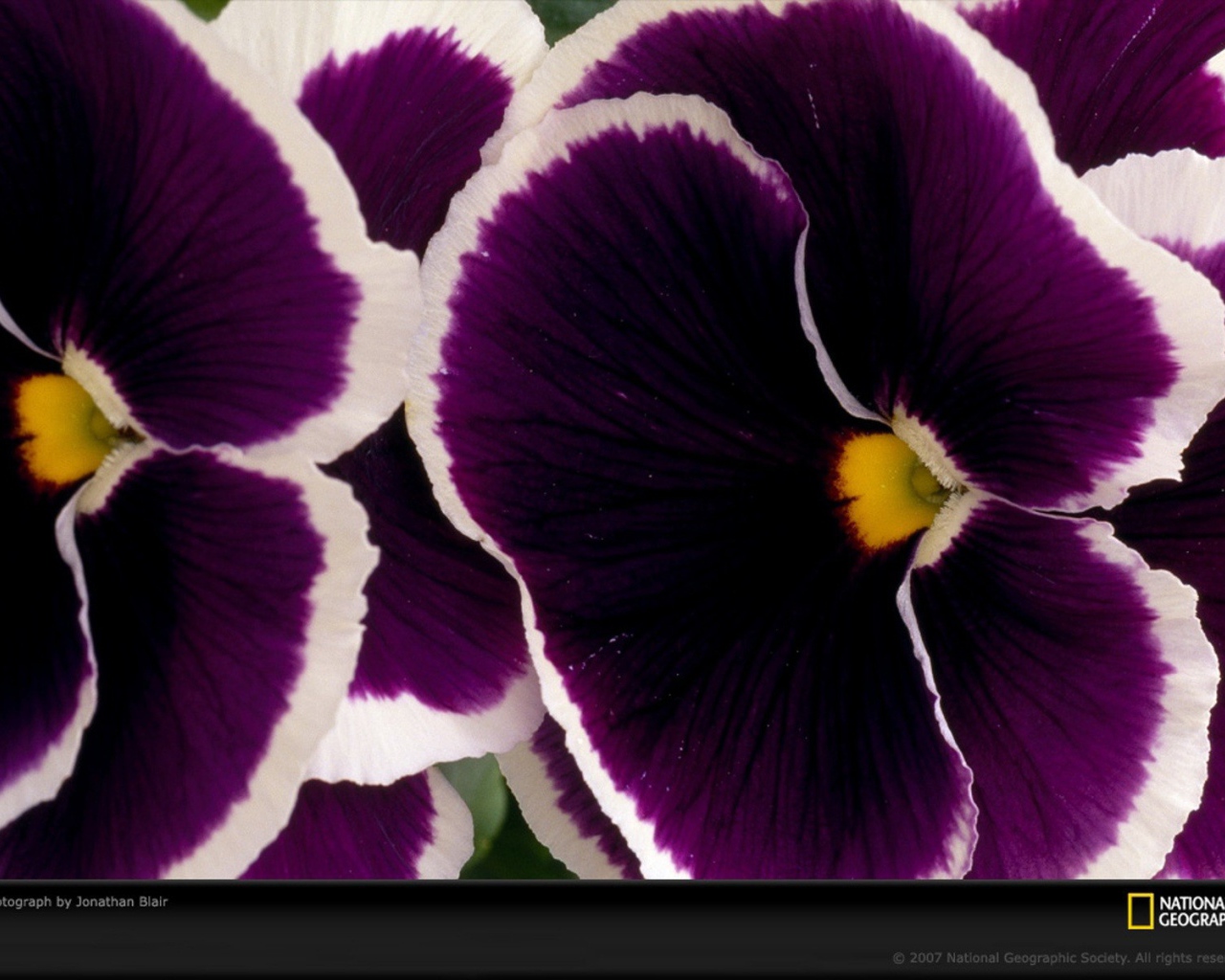 Бело фиолетовые цветы