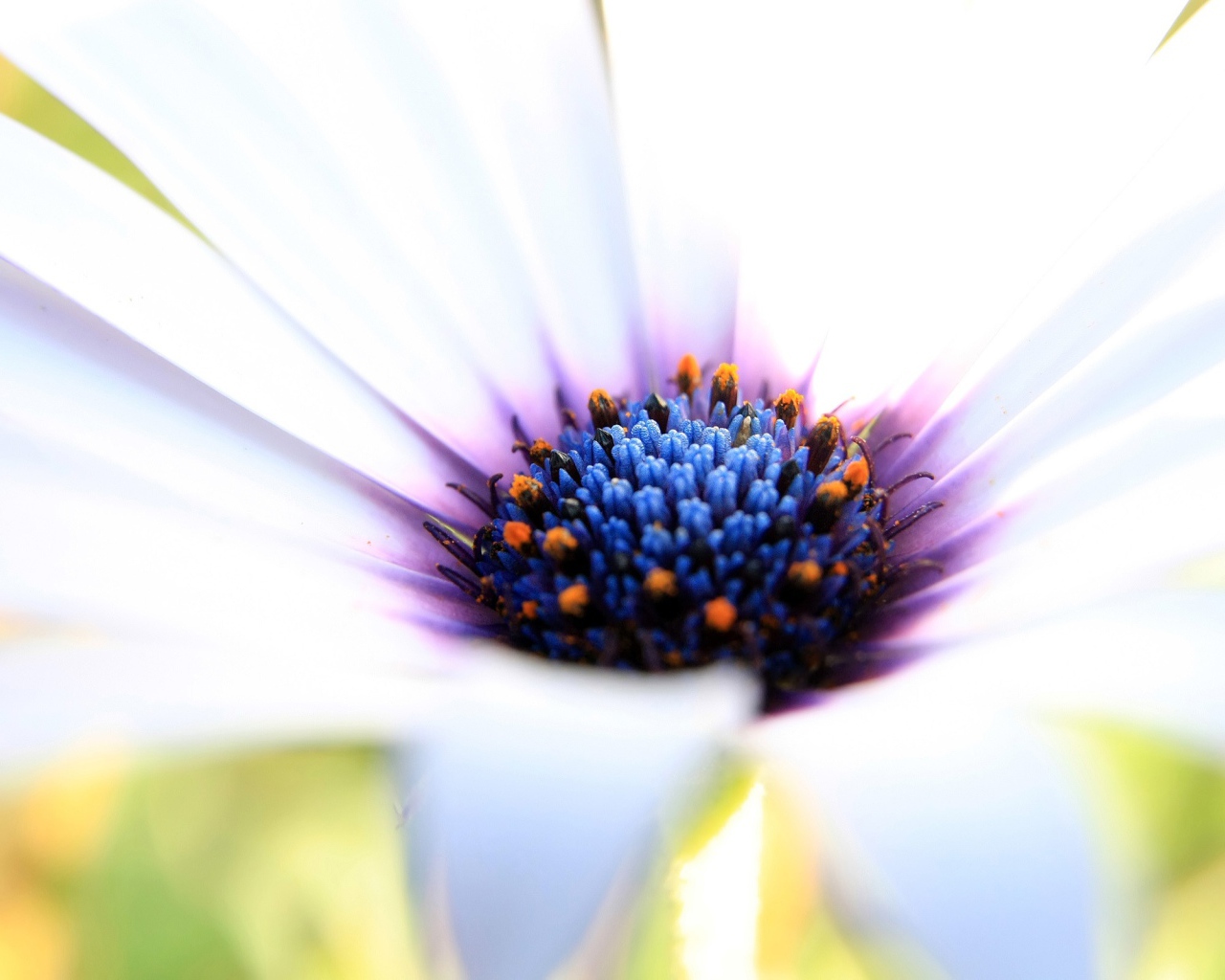 Белое великолепие 