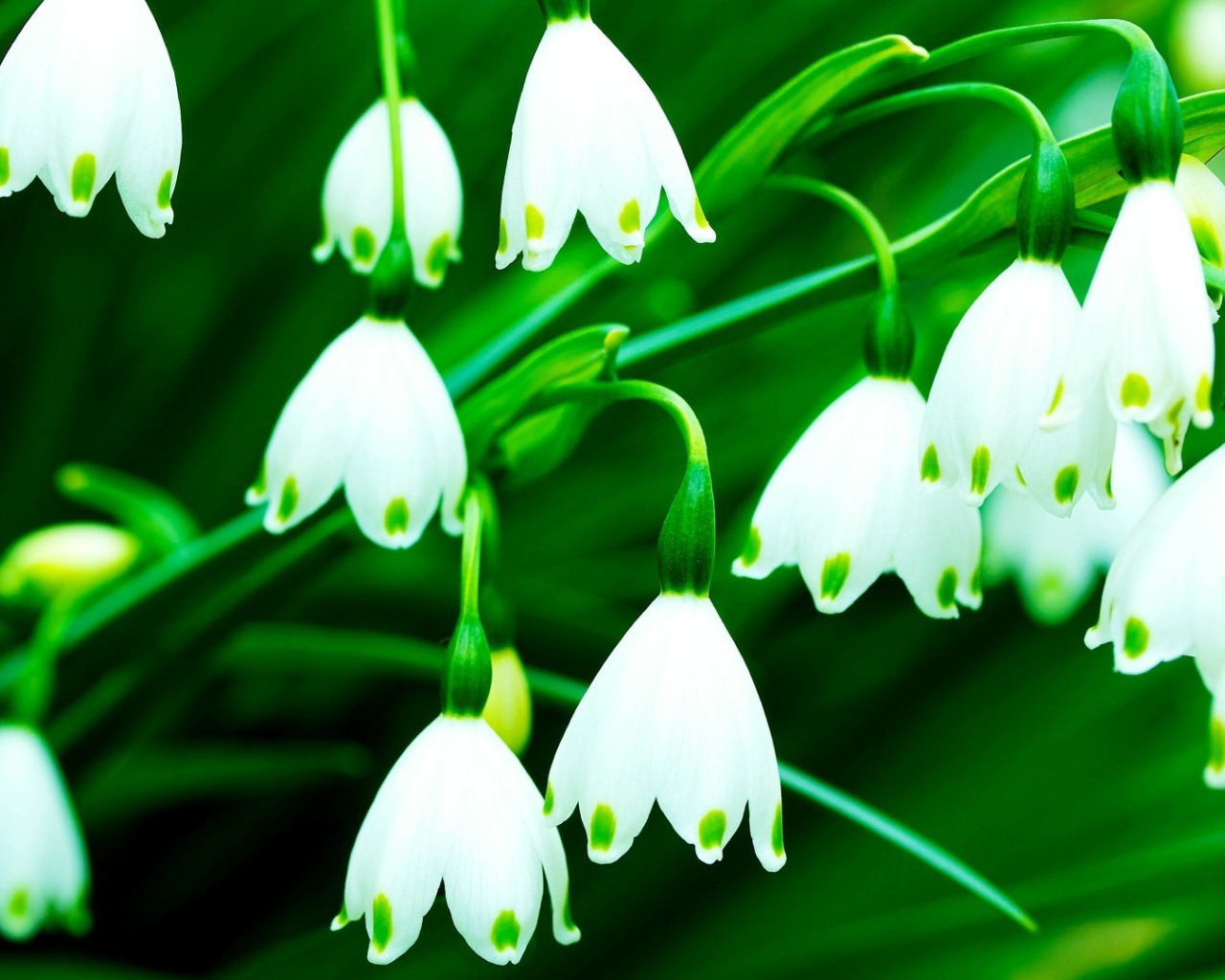 Белый колокольчик