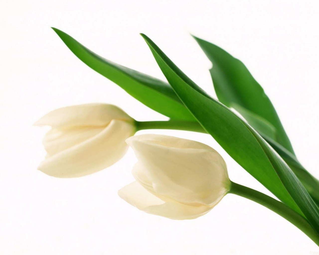 Белые бутоны