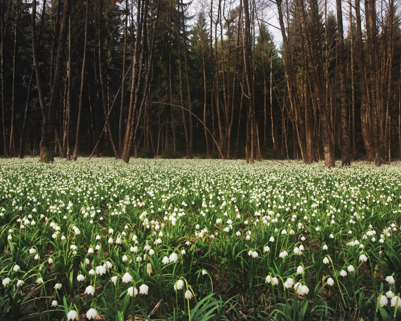 Белое цветение весной
