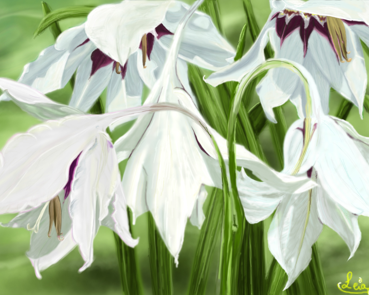 Белые цветы ирисы