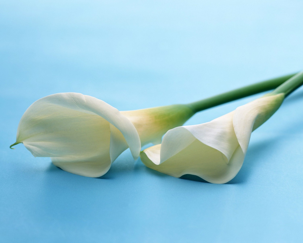 Белые цветы на белом фоне