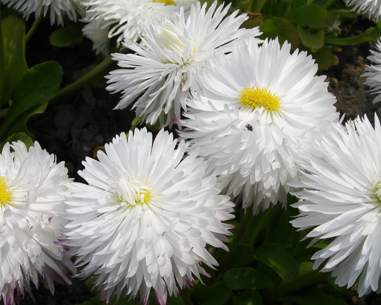 Белые пушистые цветы