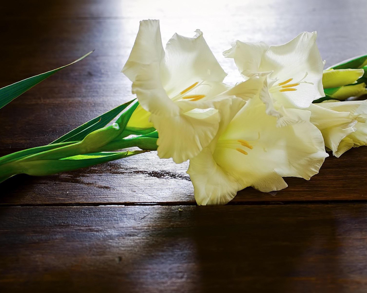 Белые гладиолусы на столе
