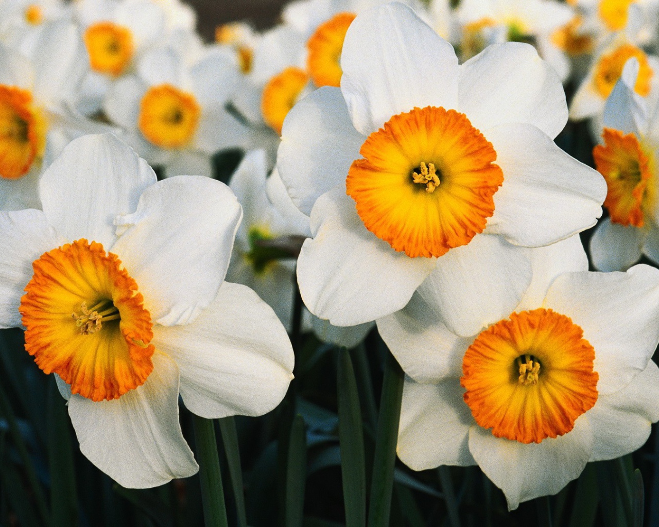 Бело оранжевые цветы