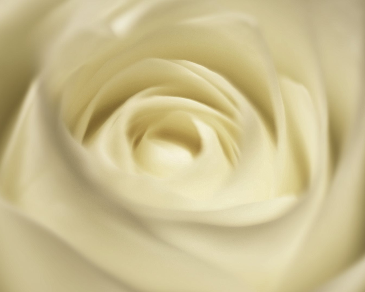 Белая роза, сердцевина крупным планом