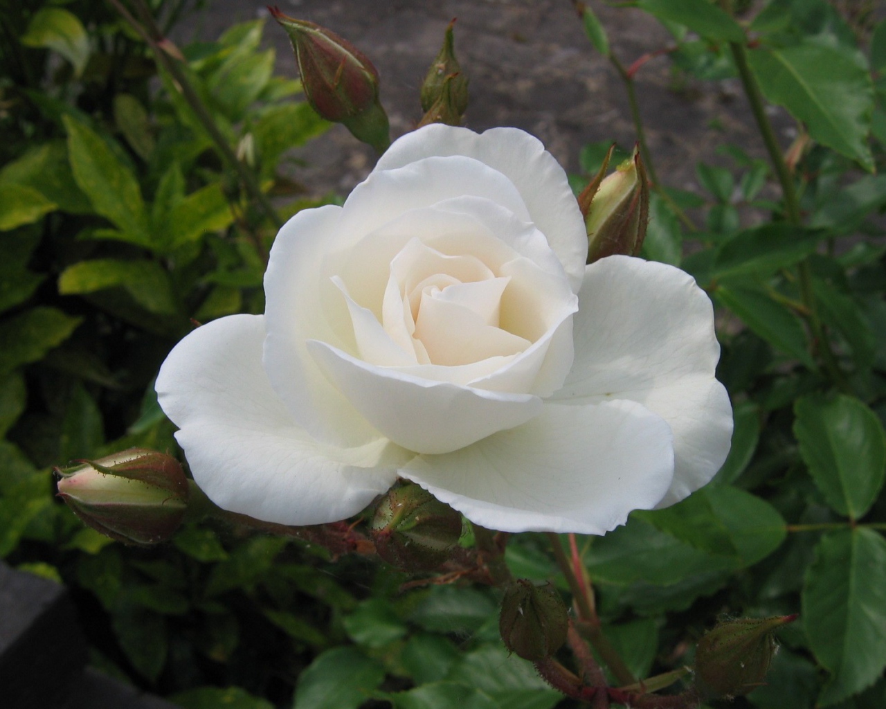 Белая роза и бутон