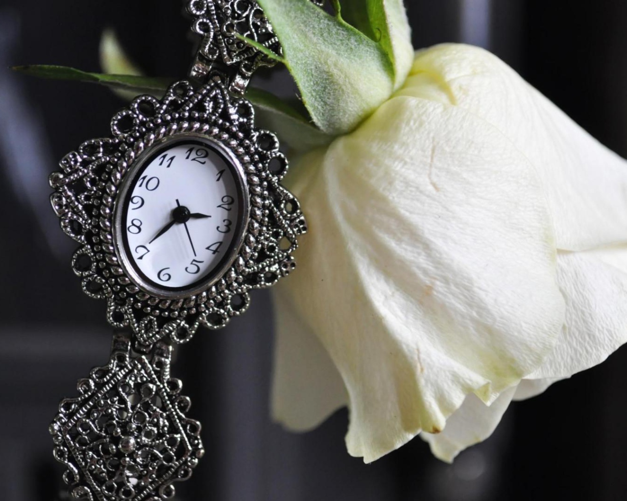 Белая роза и часы