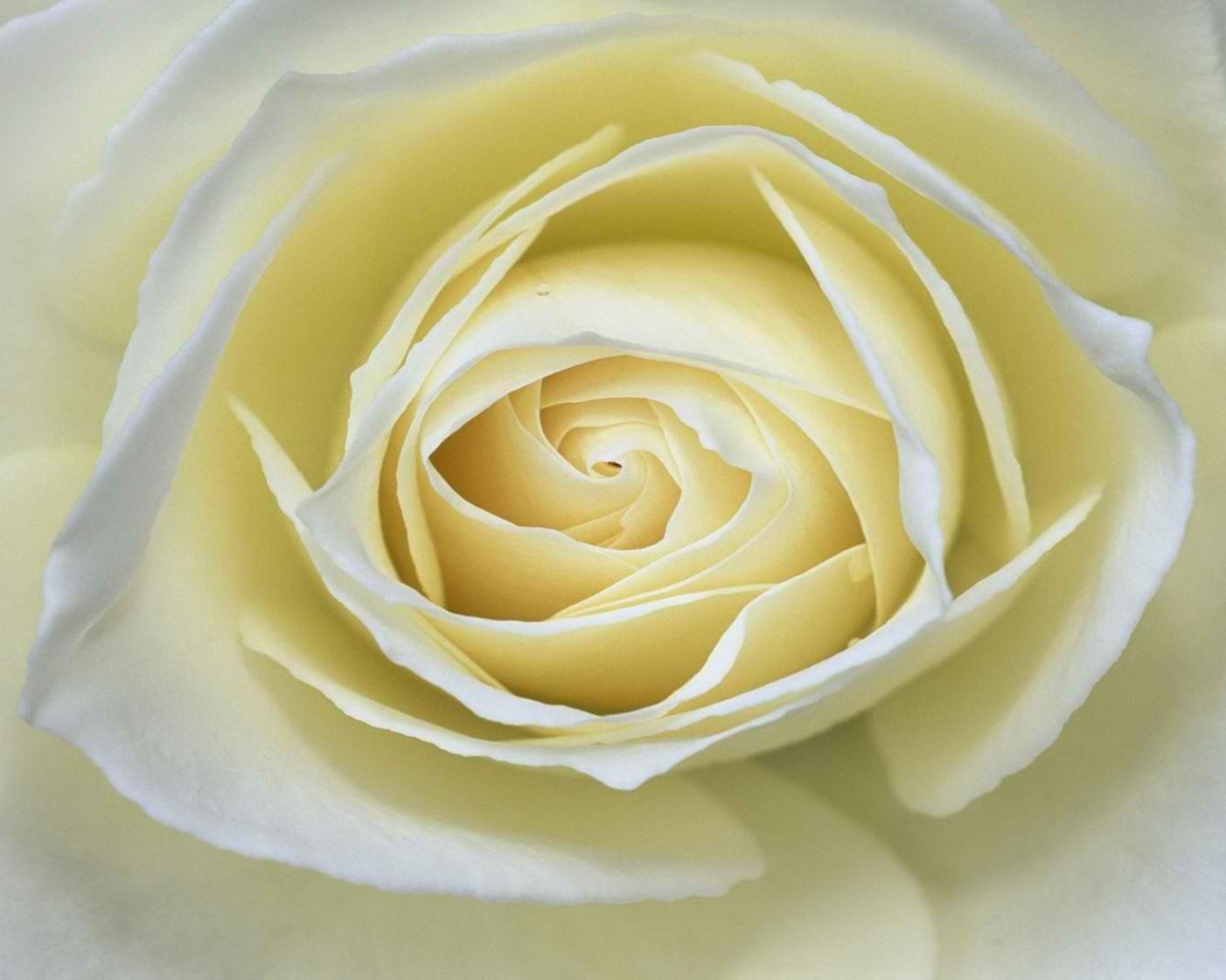 Белая роза крупным планом