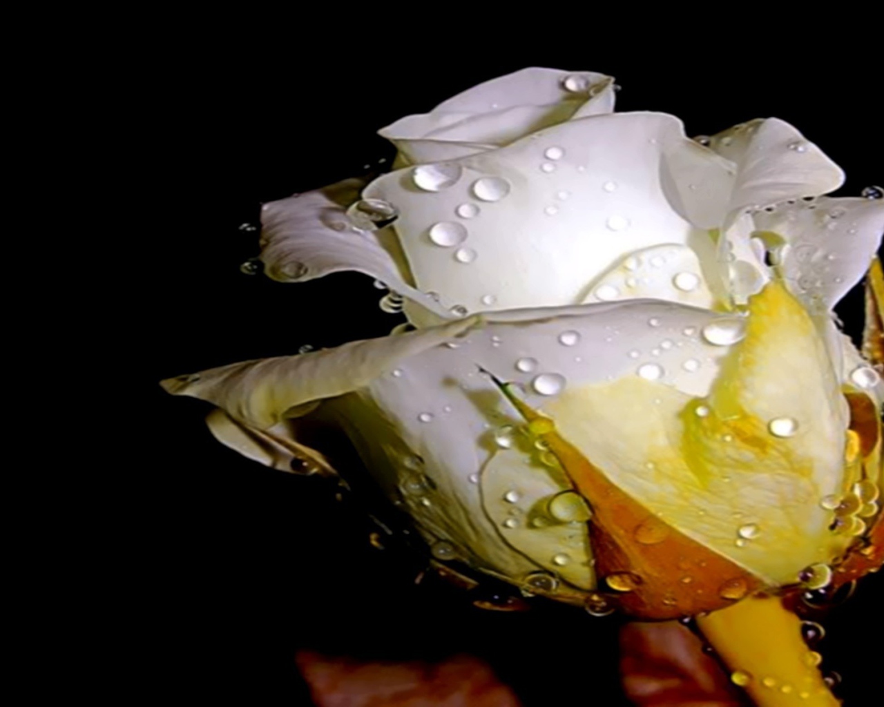 Белая роза в капельках воды