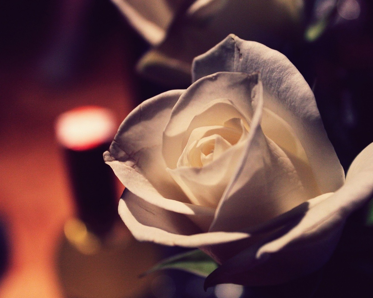 Белая роза вечером в комнате