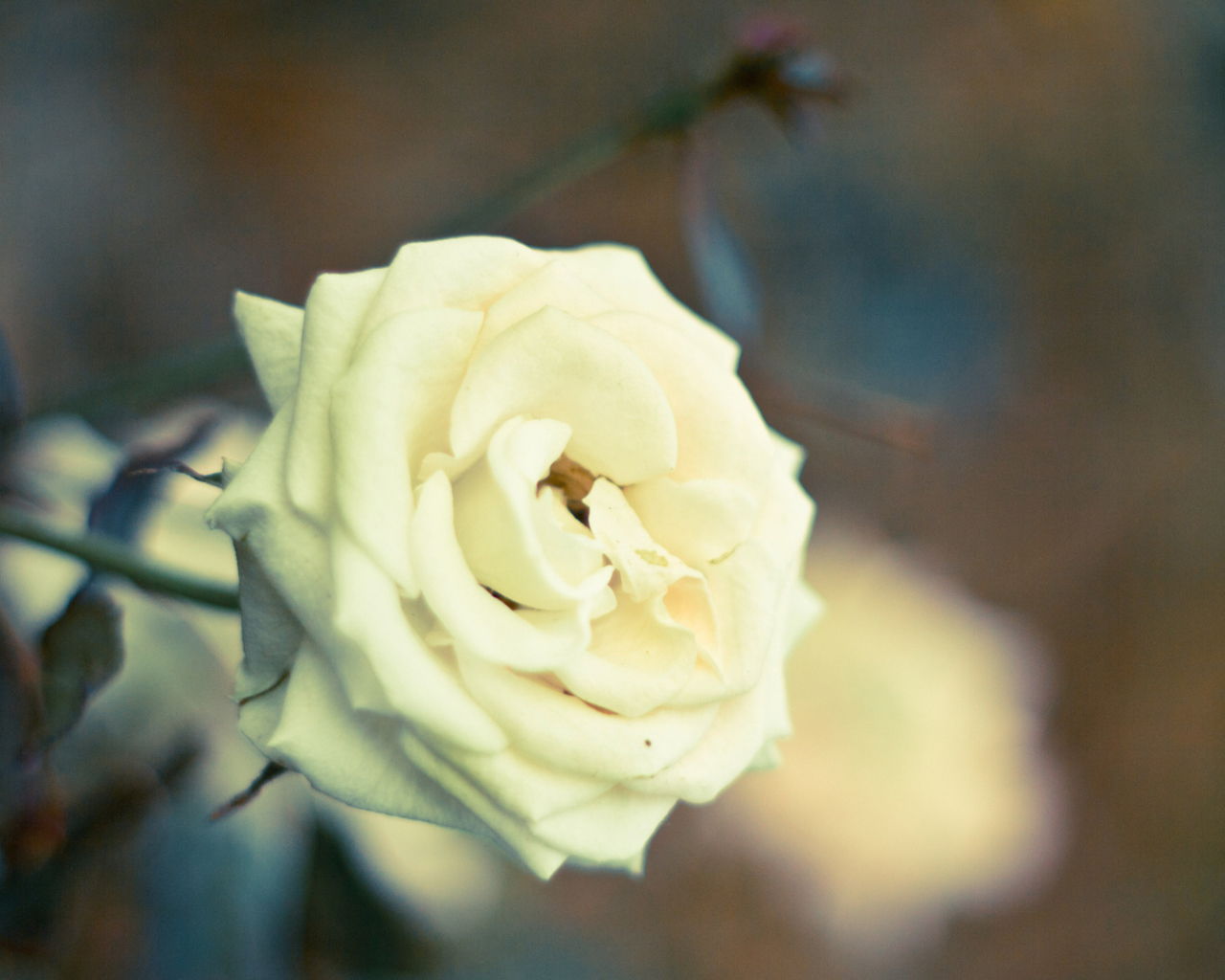 Белая роза в саду на закате