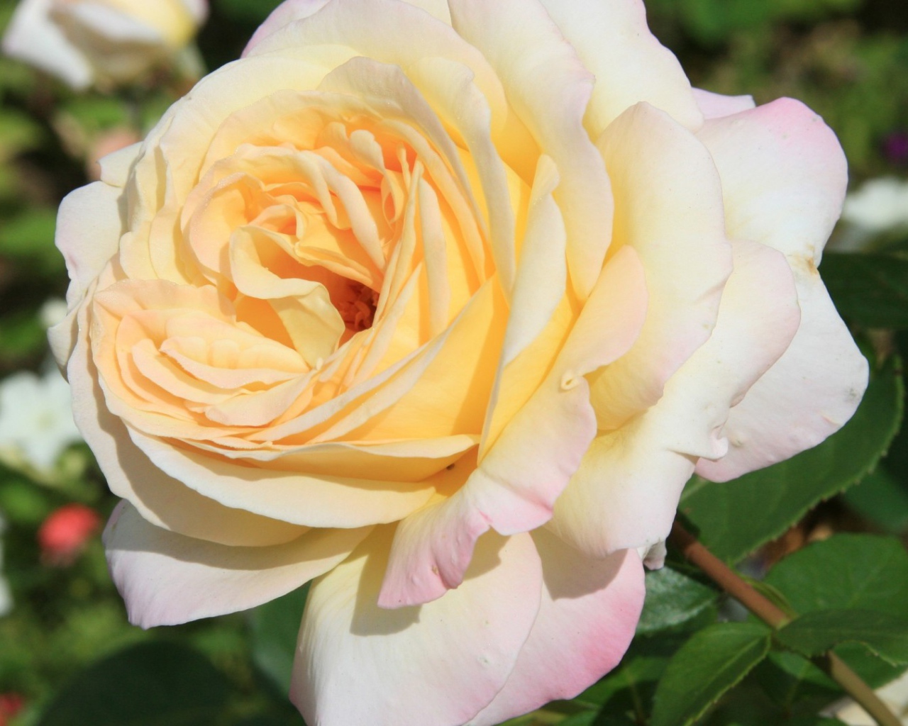 Белая роза на фоне разноцветных цветов