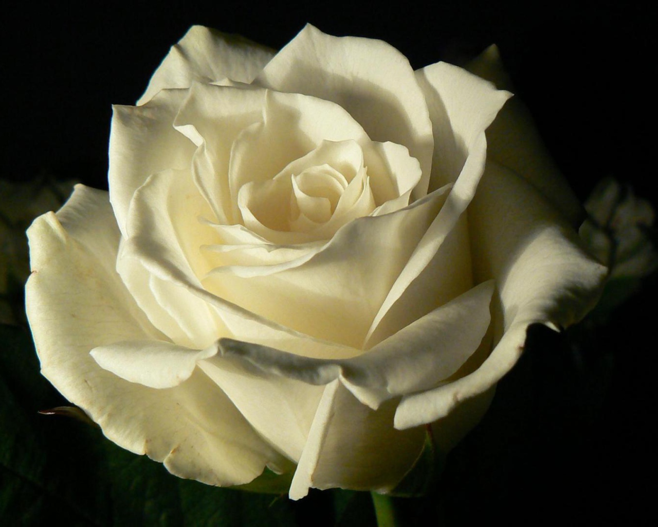 Белая роза на чёрном фоне