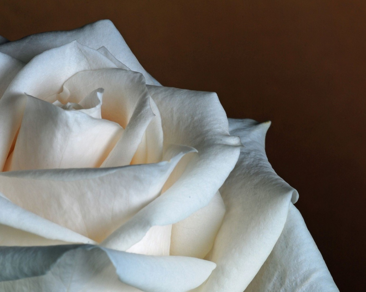 Белая роза на коричневом фоне крупным планом