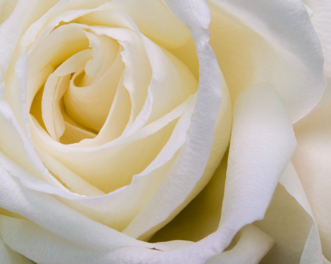 Белые розы крупным планом