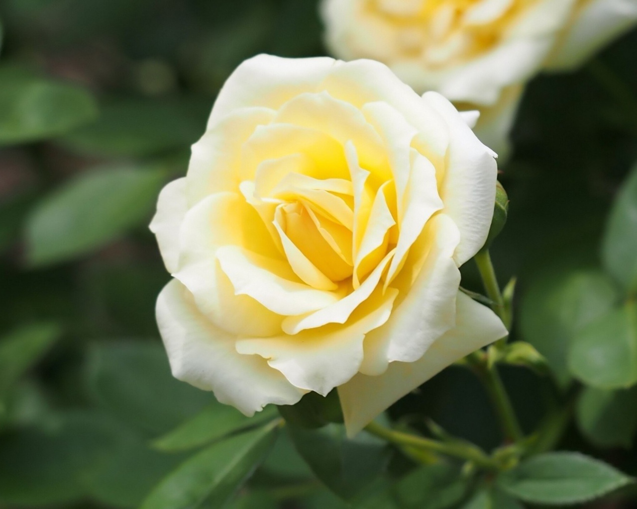 Белые розы в саду