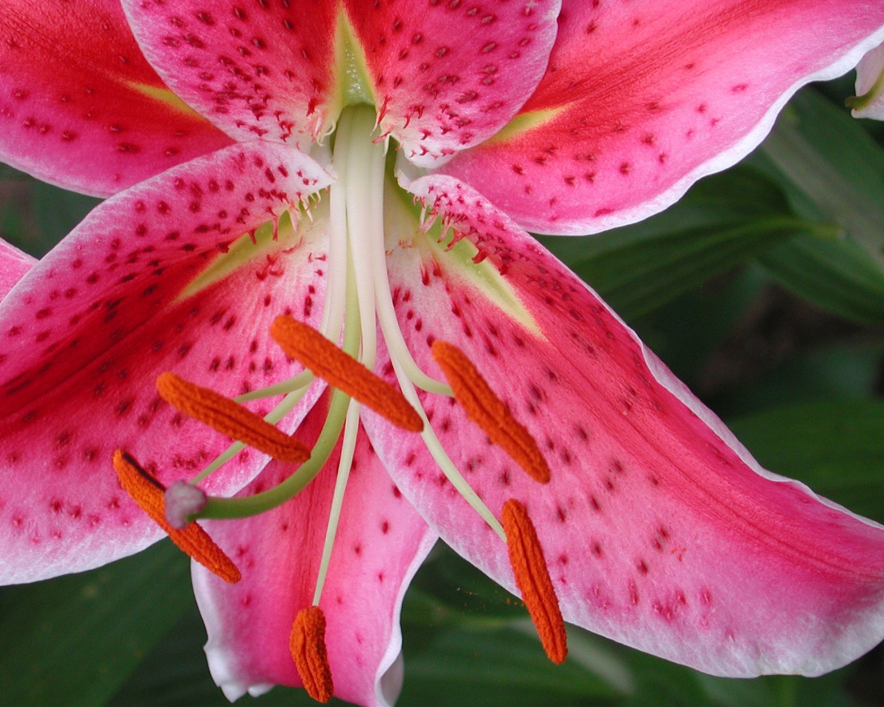 Обои с красным цветком